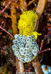 Bubble Nudies!!! by George Touliatos 